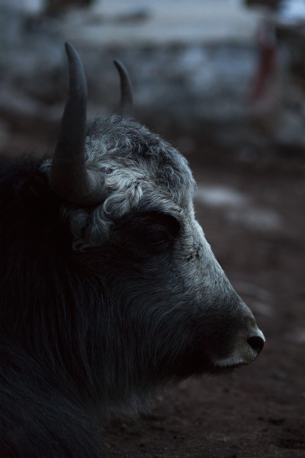 rencontre des himalayas